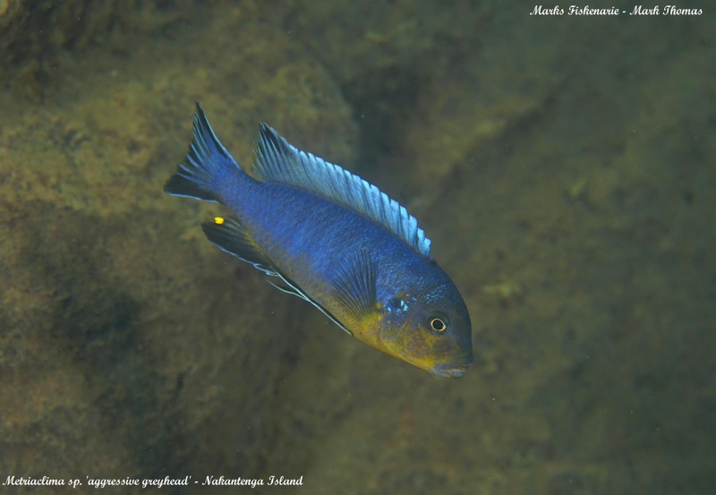 Maylandia sp. 'aggressive greyhead' Nakantenga Island